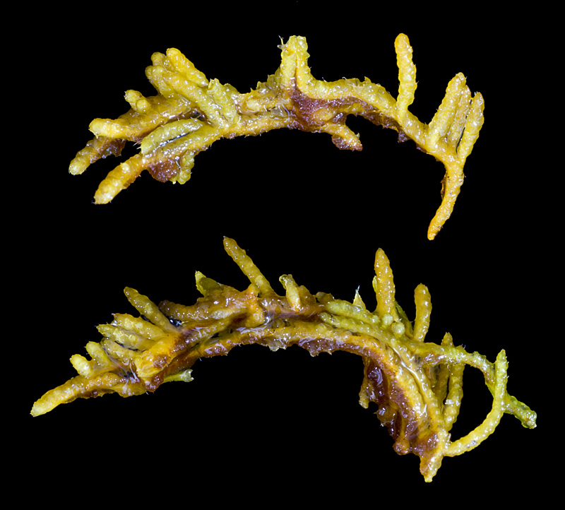 Thelia asprella